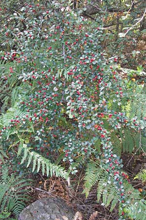 Cotoneaster divaricatus \ Sparrige Zwergmispel, Glnzende Zwergmispel / Spreading Cotoneaster, D Frankfurt-Niederrad 19.9.2012