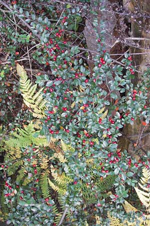 Cotoneaster divaricatus \ Sparrige Zwergmispel, Glnzende Zwergmispel, D Frankfurt-Niederrad 19.9.2012