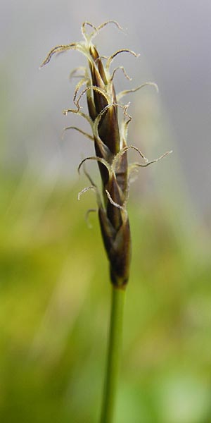 Carex davalliana \ Davalls Segge, Torf-Segge / Turf Sedge, Bath Sedge, D Weinheim an der Bergstraße, Botan. Gar.  Hermannshof 1.5.2013