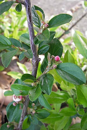 Cotoneaster horizontalis \ Korallenstrauch, Fchermispel / Wall Cotoneaster, D Ludwigshafen 2.5.2013