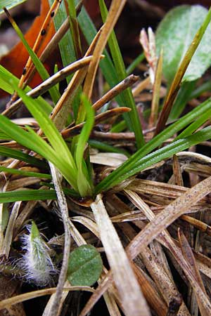 Carex digitata \ Finger-Segge / Fingered Sedge, D Hammelburg 4.5.2013