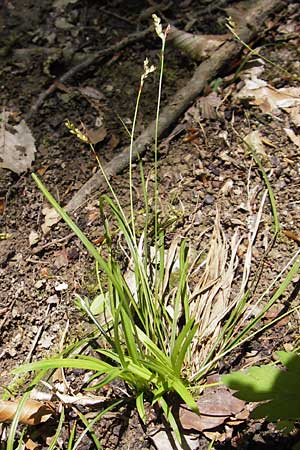 Carex digitata \ Finger-Segge / Fingered Sedge, D Mainberg 5.5.2013