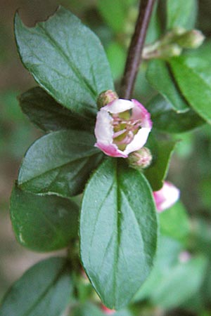 Cotoneaster divaricatus \ Sparrige Zwergmispel, Glnzende Zwergmispel / Spreading Cotoneaster, D Frankfurt-Niederrad 8.5.2013