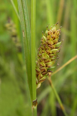 Carex distans \ Entfernthrige Segge, Lcken-Segge, D Philippsburg 26.6.2013