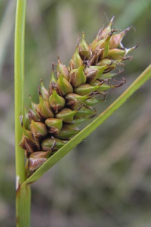 Carex distans \ Entfernthrige Segge, Lcken-Segge / Distant Sedge, D Philippsburg 26.6.2013