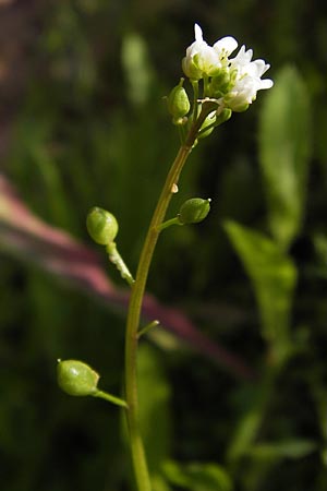 Cochlearia danica / Danish Scurvy-Grass, D Philippsthal-Heimboldshausen 6.7.2013