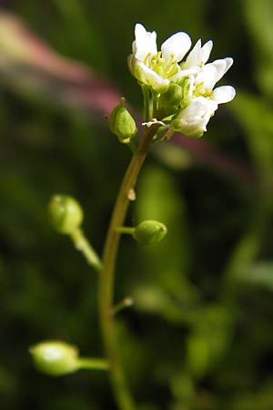 Cochlearia danica / Danish Scurvy-Grass, D Philippsthal-Heimboldshausen 6.7.2013