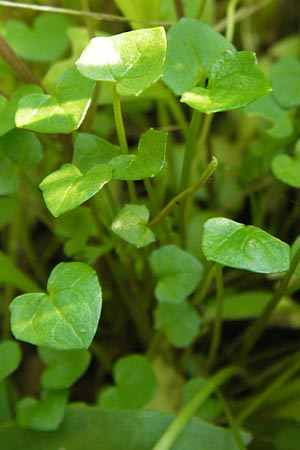 Cochlearia danica / Danish Scurvy-Grass, D Philippsthal-Heimboldshausen 6.7.2013