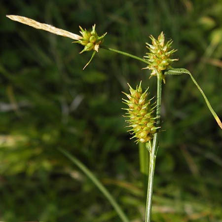 Carex demissa \ Grn-Segge, D Heidelberg 24.7.2013