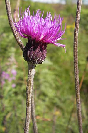 Carduus defloratus \ Alpen-Distel / Alpine Thistle, D Schwarzwald/Black-Forest, Hornisgrinde 1.8.2013