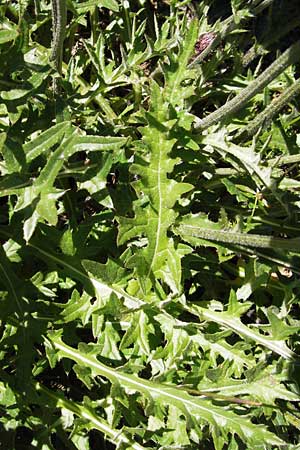 Carduus defloratus / Alpine Thistle, D Black-Forest, Hornisgrinde 1.8.2013