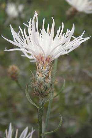 Centaurea diffusa \ Sparrige Flockenblume, D Mannheim 16.10.2013