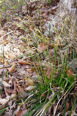 Carex digitata \ Finger-Segge / Fingered Sedge, D Obernzell an der Donau 30.3.2014