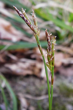 Carex digitata \ Finger-Segge / Fingered Sedge, D Obernzell an der Donau 30.3.2014