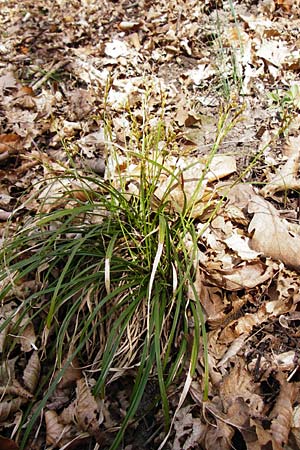 Carex digitata \ Finger-Segge / Fingered Sedge, D Obernzell an der Donau 30.3.2014