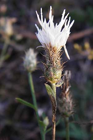 Centaurea diffusa \ Sparrige Flockenblume / Diffuse Knapweed, D Mannheim 23.9.2014