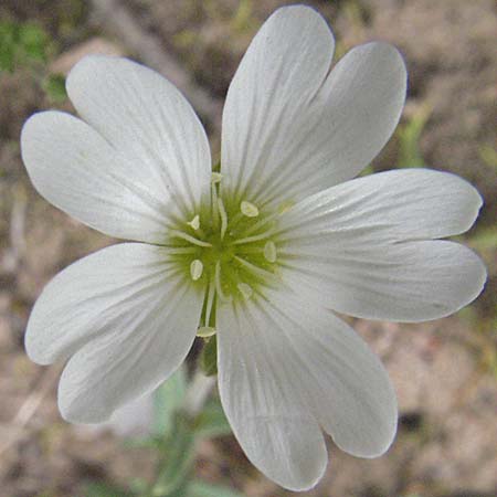 Cerastium arvense \ Acker-Hornkraut / Field Mouse-Ear, D Schwetzingen 4.5.2006