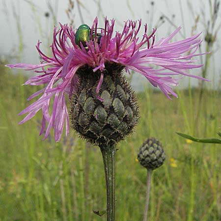 Centaurea scabiosa \ Skabiosen-Flockenblume, D Neuleiningen 16.6.2006