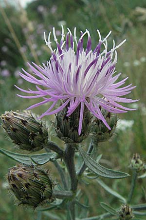 Centaurea stoebe \ Rispen-Flockenblume, D Mannheim 6.7.2006