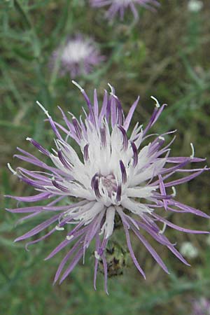 Centaurea stoebe \ Rispen-Flockenblume / Panicled Knapweed, D Mannheim 6.7.2006