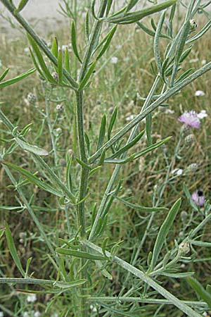 Centaurea stoebe \ Rispen-Flockenblume / Panicled Knapweed, D Mannheim 6.7.2006