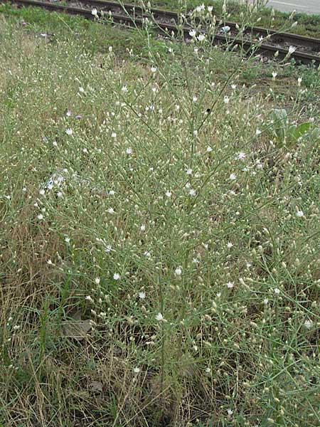 Centaurea diffusa \ Sparrige Flockenblume / Diffuse Knapweed, D Mannheim 7.7.2006