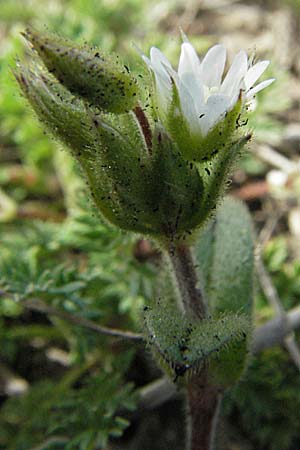 Cerastium glutinosum \ Bleiches Hornkraut, D Neuleiningen 5.4.2007