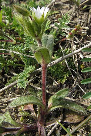 Cerastium glutinosum \ Bleiches Hornkraut, D Neuleiningen 5.4.2007