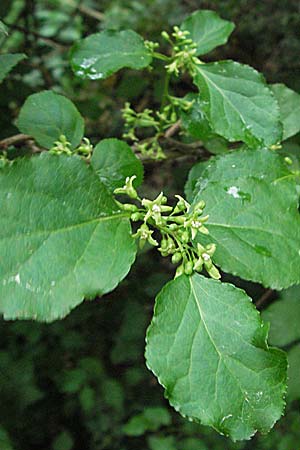 Celastrus orbiculatus, Staff Vine