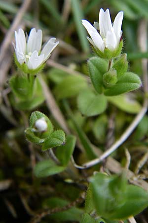 Cerastium pumilum \ Dunkles Hornkraut / Dark Mouse-Ear, D Ingelheim 5.4.2008