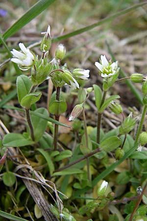 Cerastium pumilum \ Dunkles Hornkraut / Dark Mouse-Ear, D Ingelheim 5.4.2008