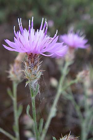 Centaurea australis x diffusa / Hybrid Knapweed, D Mannheim 18.7.2008