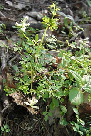 Ceratocapnos claviculata \ Rankender Lerchensporn / Climbing Corydalis, D Frankfurt-Enkheim 21.4.2009