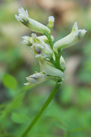 Ceratocapnos claviculata / Climbing Corydalis, D Frankfurt-Enkheim 21.4.2009