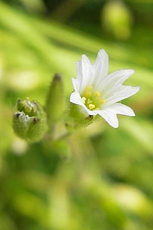 Cerastium dubium \ Klebriges Hornkraut, D Lampertheim 1.5.2009