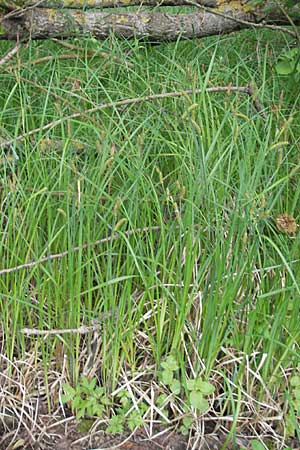 Carex acutiformis \ Sumpf-Segge, D Hemsbach 13.5.2009