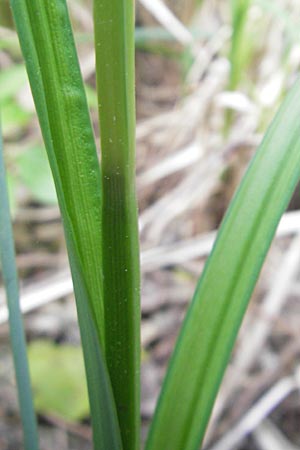 Carex acutiformis \ Sumpf-Segge, D Hemsbach 13.5.2009