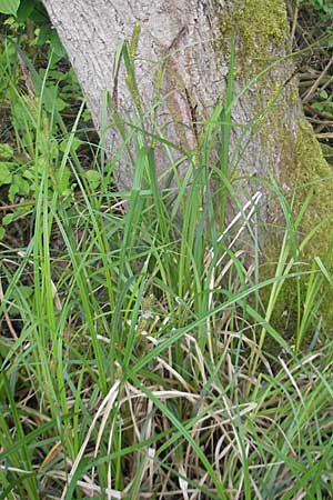 Carex acutiformis \ Sumpf-Segge, D Hemsbach 13.5.2009