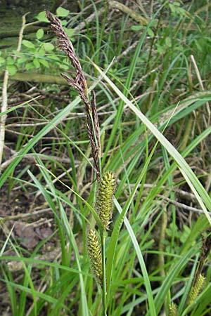 Carex acutiformis \ Sumpf-Segge, D Hemsbach 13.5.2009