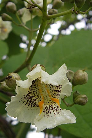 Catalpa bignonioides \ Gewhnlicher Trompetenbaum, Beamtenbaum, D Viernheim 8.6.2009