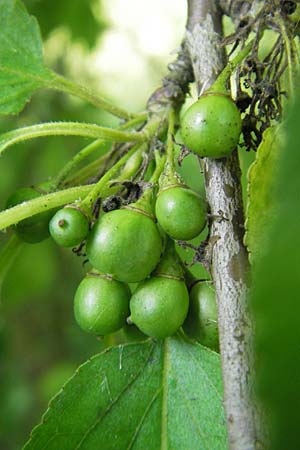 Rhamnus cathartica \ Purgier-Kreuzdorn, Echter Kreuzdorn / Buckthorn, D Pfungstadt 10.6.2010