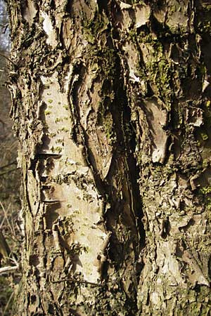 Rhamnus cathartica / Buckthorn, D Pfungstadt 12.3.2011