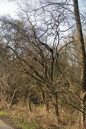 Rhamnus cathartica \ Purgier-Kreuzdorn, Echter Kreuzdorn, D Pfungstadt 12.3.2011