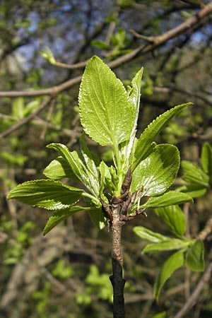 Rhamnus cathartica / Buckthorn, D Pfungstadt 2.4.2011