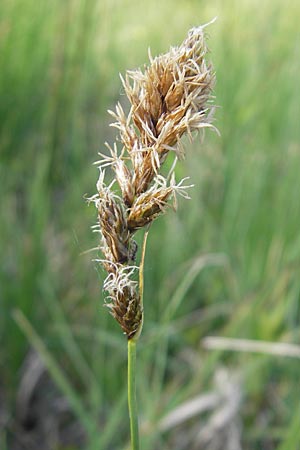 Carex disticha \ Zweizeilige Segge / Brown Sedge, Two-Ranked Sedge, D Graben-Neudorf 9.5.2011