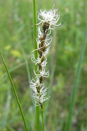 Carex disticha \ Zweizeilige Segge / Brown Sedge, Two-Ranked Sedge, D Graben-Neudorf 10.5.2011