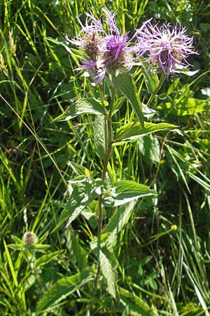 Centaurea pseudophrygia \ Percken-Flockenblume / Wig Knapweed, D Immenstadt 21.6.2011