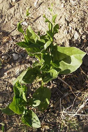 Cichorium endivia / Endive, Chicory, D Mannheim 30.9.2011