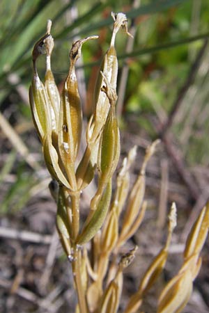 Centaurium erythraea \ Echtes Tausendgldenkraut / Common Centaury, D Philippsburg 14.8.2013