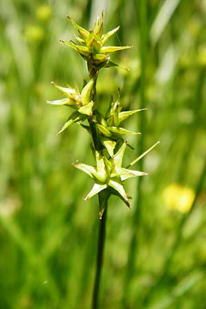 Carex echinata \ Igel-Segge, Stern-Segge / Star Sedge, D Zwiesel 9.6.2014